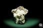 Preview: Muscovite XX to Albite XX (15053) a mineral from South America | Minerals | Global