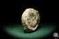 Preview: Asphinctites tenuiplicatus (15157) a cephalopod from Poland | Fossils | Cephalopods