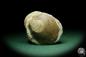 Preview: Pleuronectites laevigatus (15180) a shell from Germany | Fossils | Shells & Brachiopods