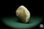 Preview: Pleuronectites laevigatus (15180) a shell from Germany | Fossils | Shells & Brachiopods