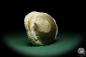 Preview: Pleuronectites laevigatus (15180) a shell from Germany | Fossils | Shells & Brachiopods