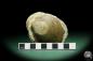 Preview: Pleuronectites laevigatus (15180) a shell from Germany | Fossils | Shells & Brachiopods