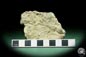 Preview: Cidaris transversa (15190) a echinoderm from Germany | Fossils | Echinoderms