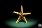 Preview: Asteropsis carinifera (15364) a echinoderm from Philippines | Conchylia | Starfish & Sea urchin