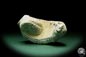 Preview: Alectryonia ungulata (15424) a shell from Madagascar | Fossils | Shells & Brachiopods