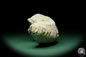 Preview: Alectryonia ungulata (15424) a shell from Madagascar | Fossils | Shells & Brachiopods