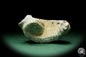 Preview: Alectryonia ungulata (15424) a shell from Madagascar | Fossils | Shells & Brachiopods