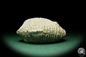 Preview: Alectryonia ungulata (15424) a shell from Madagascar | Fossils | Shells & Brachiopods