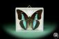 Preview: Prepona licomedes (15480) a butterfly from South America | Taxidermy | Butterflies