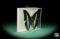 Preview: Prepona licomedes (15480) a butterfly from South America | Taxidermy | Butterflies