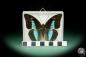 Preview: Prepona licomedes (15480) a butterfly from South America | Taxidermy | Butterflies