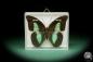 Preview: Archaeoprepona amphimachus amphiktion (15484) a butterfly from Central America | Taxidermy | Butterflies