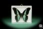 Preview: Papilio chrapkowskoides (15492) a butterfly from Africa | Taxidermy | Butterflies