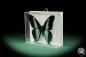 Preview: Papilio chrapkowskoides (15492) a butterfly from Africa | Taxidermy | Butterflies