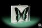 Preview: Papilio chrapkowskoides (15492) a butterfly from Africa | Taxidermy | Butterflies