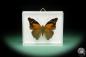 Preview: Historis acheronta (15494) a butterfly from South America | Taxidermy | Butterflies