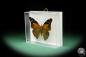 Preview: Historis acheronta (15494) a butterfly from South America | Taxidermy | Butterflies