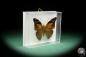 Preview: Historis acheronta (15494) a butterfly from South America | Taxidermy | Butterflies