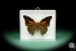 Preview: Historis acheronta ein Schmetterling
