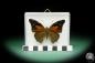 Preview: Historis acheronta ein Schmetterling