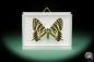 Preview: Luehdorfia japonica (15503) a butterfly from Japan | Taxidermy | Butterflies