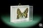 Preview: Luehdorfia japonica (15503) a butterfly from Japan | Taxidermy | Butterflies