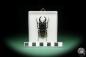 Preview: Odontolabis wollastoni (15520) a beetle from Malaysia | Taxidermy | Beetles