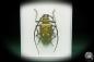 Preview: Batocera laena (15522) a beetle from Indonesia | Taxidermy | Beetles