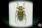 Preview: Batocera laena (15524) a beetle from Indonesia | Taxidermy | Beetles