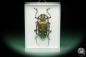 Preview: Batocera laena (15525) a beetle from Indonesia | Taxidermy | Beetles