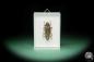 Preview: Xystrocera festiva (15536) a beetle from Southeast Asia | Taxidermy | Beetles