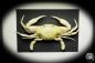 Preview: Monomia gladiator (15556) a crustacean from Indo-Pacific | Taxidermy | Crabs & Shrimps & Limulus