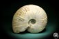 Preview: Cleoniceras besairiei (1569) a cephalopod from Madagascar | Fossils | Cephalopods