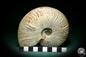 Preview: Cleoniceras besairiei (1569) a cephalopod from Madagascar | Fossils | Cephalopods