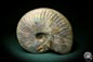 Preview: Cleoniceras besairiei (1569) a cephalopod from Madagascar | Fossils | Cephalopods