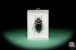 Preview: Prionomma javanum a beetle