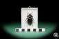 Preview: Prionomma javanum a beetle