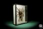 Preview: Theraphosa stirmi (15737) a arachnid from South America | Taxidermy | Spiders & Scorpions