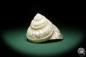 Preview: Megastraea undosa (15812) a snail from California | Conchylia | Snails