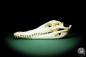 Preview: Crocodylus siamensis (15852) a skeleton from South East Asia | Taxidermy | Skeletons