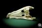 Preview: Crocodylus siamensis (15852) a skeleton from South East Asia | Taxidermy | Skeletons