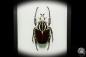 Preview: Goliathus goliatus a beetle