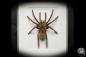 Preview: Pamphobeteus ultramarinus (16027) a arachnid from South America | Taxidermy | Spiders & Scorpions