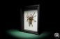 Preview: Pamphobeteus ultramarinus (16027) a arachnid from South America | Taxidermy | Spiders & Scorpions