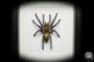 Preview: Chilobrachys fimbriatus (16040) a arachnid from South Asia | Taxidermy | Spiders & Scorpions