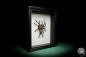 Preview: Chilobrachys fimbriatus (16040) a arachnid from South Asia | Taxidermy | Spiders & Scorpions