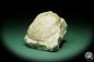 Preview: Costistricklandia lirata (16042) a shell from Sweden | Fossils | Shells & Brachiopods