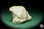 Preview: Costistricklandia lirata (16042) a shell from Sweden | Fossils | Shells & Brachiopods