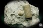 Preview: Crinoidea a echinoderm