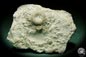 Preview: Paleocyclus porpita (16063) a coral from Sweden | Fossils | Corals